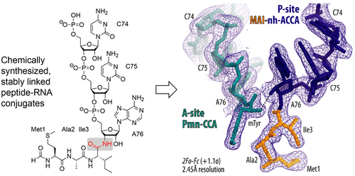 Síntesis de imitadores de peptidil-ARNt para aplicaciones en biología estructural